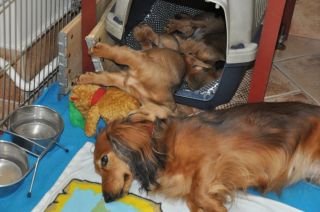 Jamnik d�ugow�osy